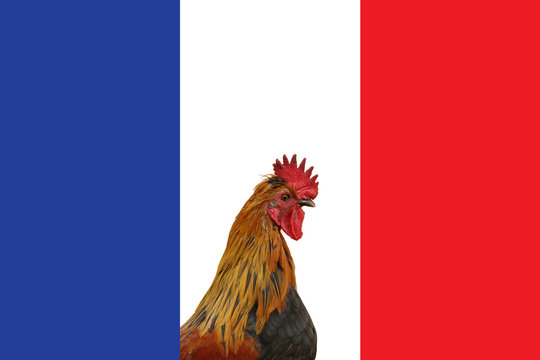 Drapeau fran&ccedil;ais et Coq