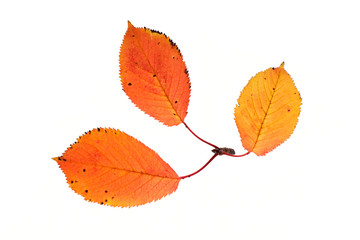 Three autumn leaves