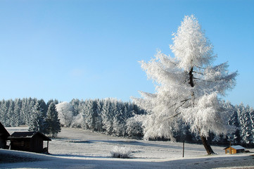 Baum mit Raureif im  Winter Schnne