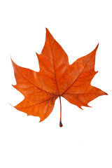One maple leaf