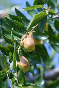 giuggiola