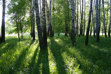 birch forest with long shadows