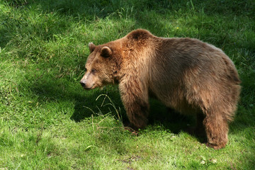 Braunbär