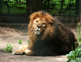 Fototapeta na wymiar Löwe im Zoo