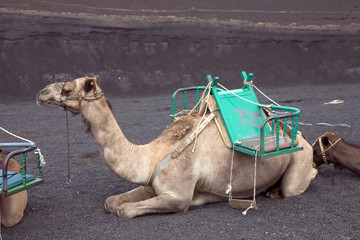 Fototapeta premium Camel at Timanfaya National Park, Lanzarote