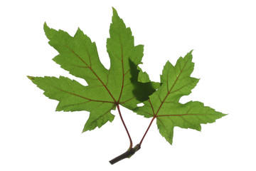 liquidambar