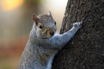 Squirrel climbing tree