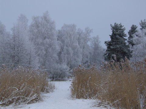 Winter am Knappensee 07