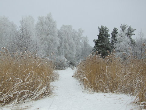 Winter am Knappensee 05