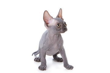Sphynx kitten