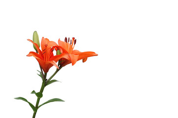 Lilie © Marty Kropp