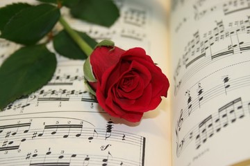 Rote Rose und Musiknoten