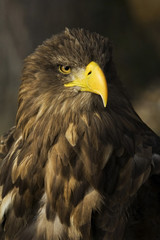 the eagle