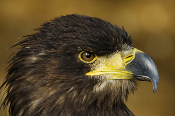 the eagle
