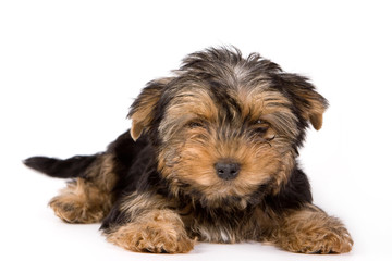 Yorkshire Terrier puppy (Yorkie)