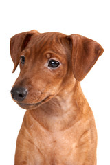 Brown pinscher puppy