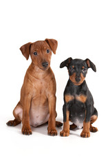 Brown pinscher puppy