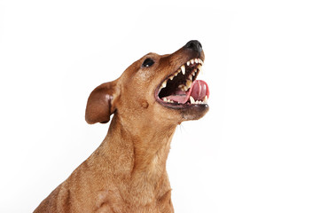 Brown pinscher dog