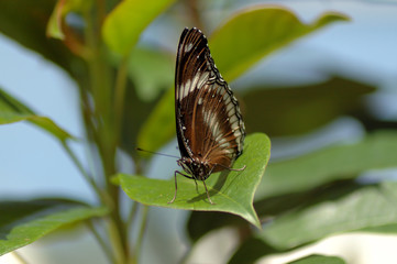Obraz na płótnie Canvas Butterfly on the leaf