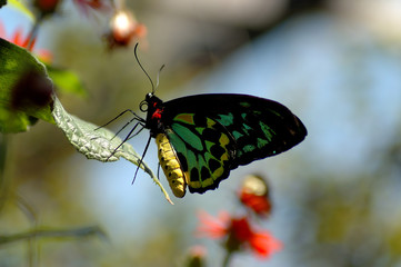 Butterfly on the leaf
