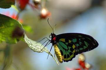 Butterfly on the leaf