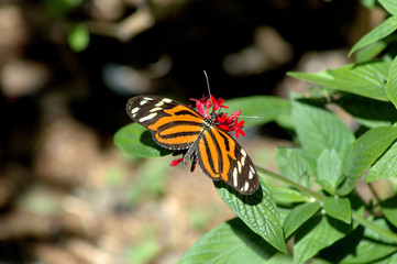 Butterfly on the leaf