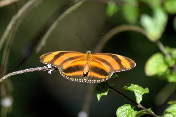 Butterfly on the leaf