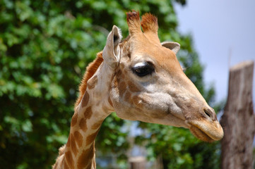 zoológico