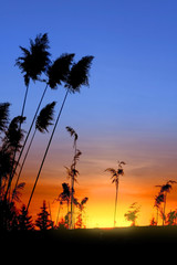 Fototapeta premium Tall grass and sun set with colorful sky
