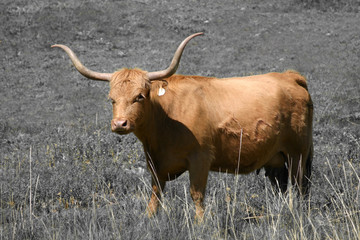 Long Horn Cow (Bos taurus)