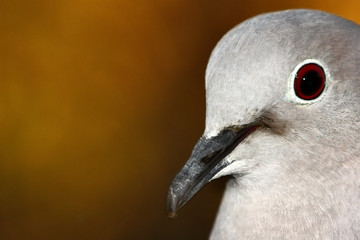 pigeon portrait