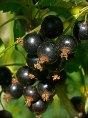 Ripe black currants