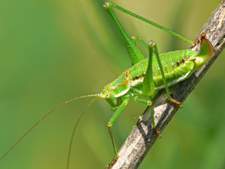 Green grasshopper on the stalk.