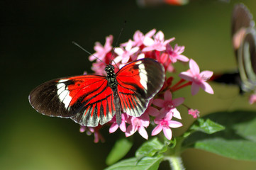 Butterfly on the leaf