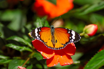 Fototapeta na wymiar Butterfly on the leaf