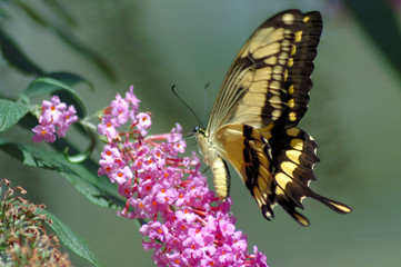 Butterfly on the leaf