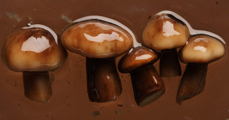 Five honey agarics in marinade