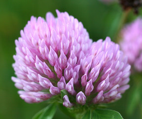 trifolium pratense