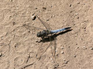 Dragonfly sitting on the sand