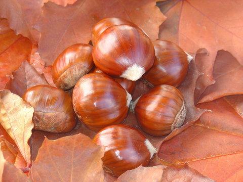 castanhas