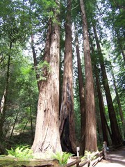 Mammutbaum und Wanderer