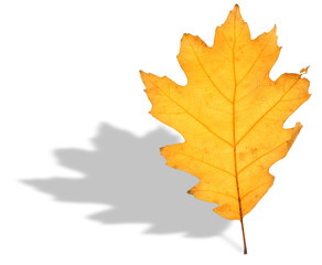 Fototapeta premium oak leaf and shadow