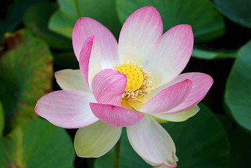 Lotus