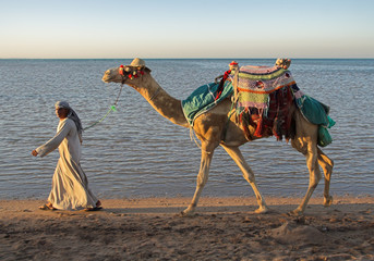 Camel on a beach - obrazy, fototapety, plakaty