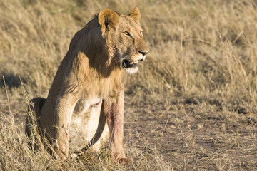 Male Lion