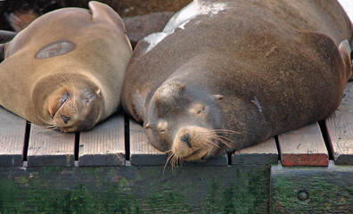 Snoozing sea lions