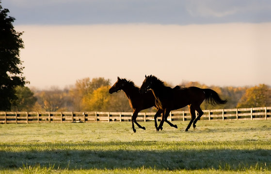 Early Morning Canter