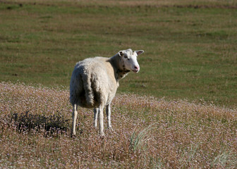 Obraz premium sheep