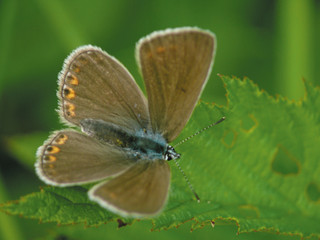 The butterfly sitting on a  branch