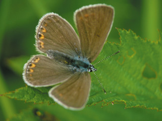 The butterfly sitting on a grass